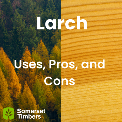 Larch wood | Uses, Pros, and Cons