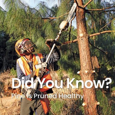 Pine Is Pruned Healthy