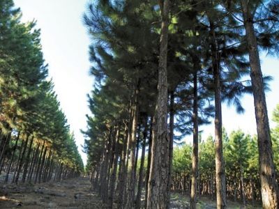 Cape Faces A Growing Pine Shortage